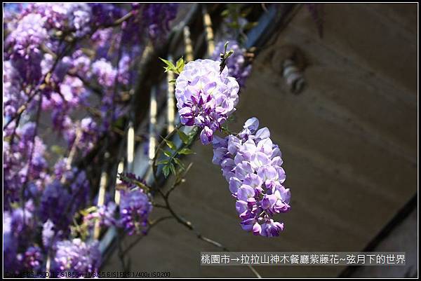 拉拉山神木餐廳紫藤花 (33)