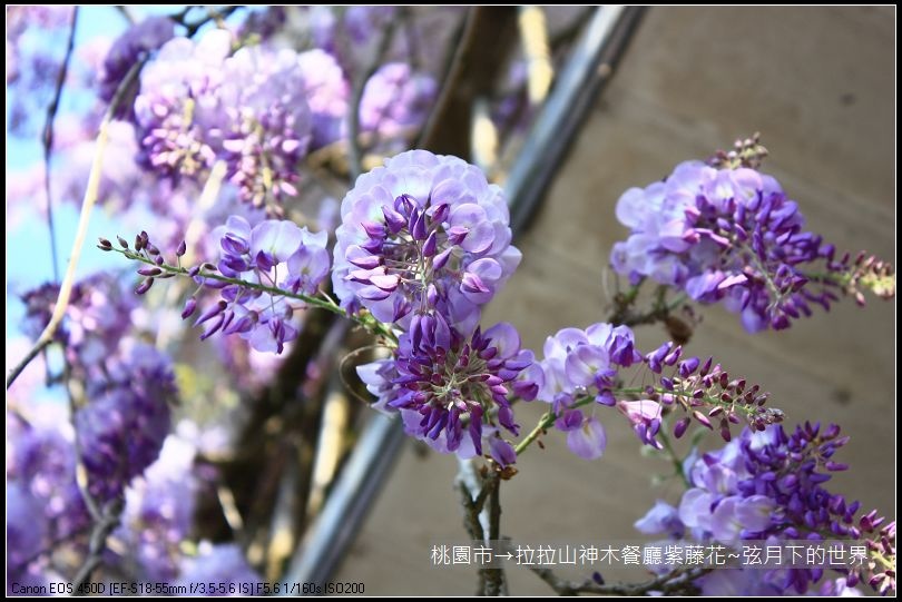 拉拉山神木餐廳紫藤花(35)