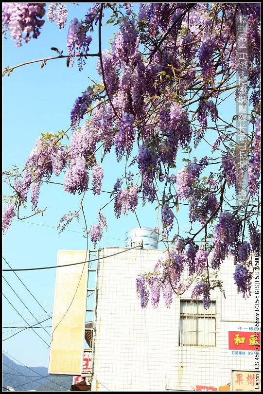 拉拉山神木餐廳紫藤花(36)