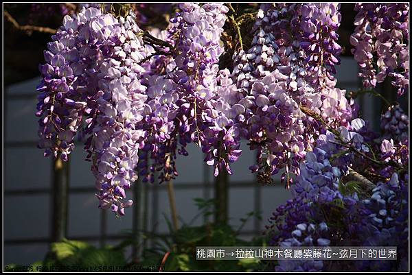 拉拉山神木餐廳紫藤花 (44)