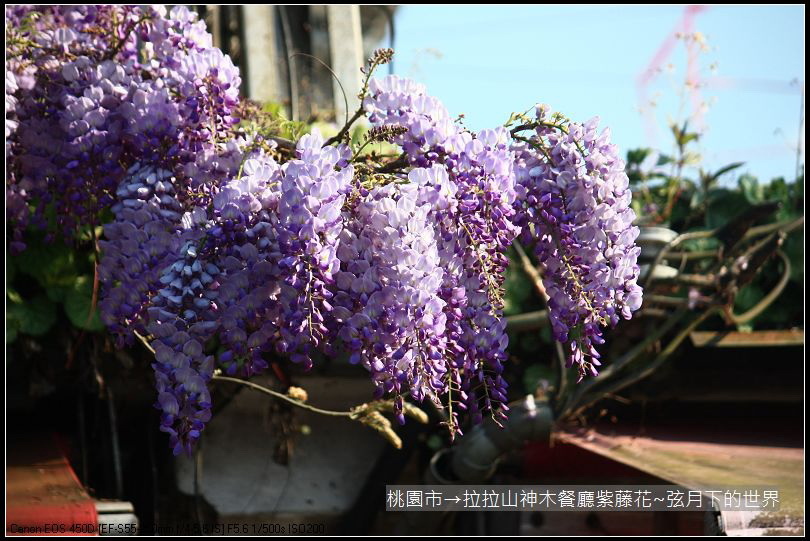 拉拉山神木餐廳紫藤花(43)