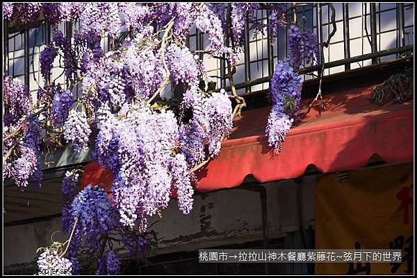 拉拉山神木餐廳紫藤花 (46)