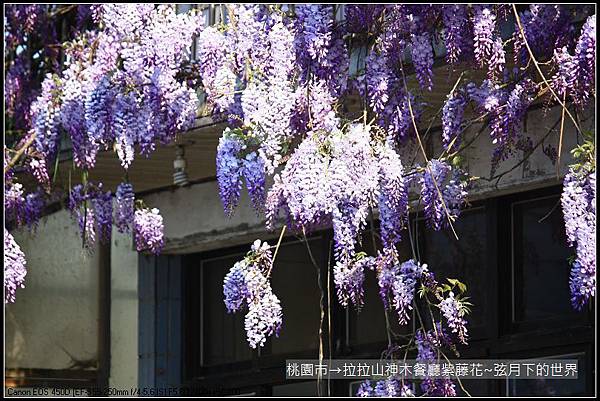 拉拉山神木餐廳紫藤花 (48)