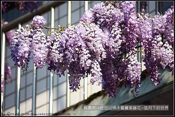 拉拉山神木餐廳紫藤花 (50)