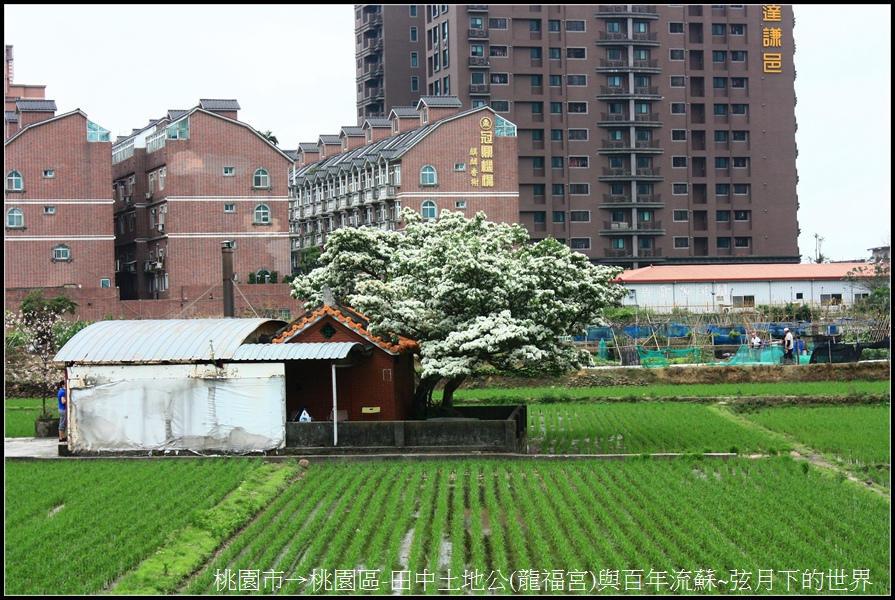 桃園區-龍福宮與百年流蘇01.jpg