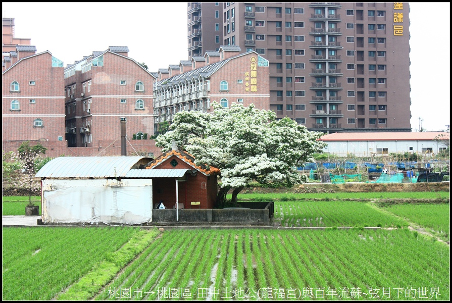 桃園區-龍福宮與百年流蘇02.jpg 桃園區-龍福宮與百年流蘇02.jpg