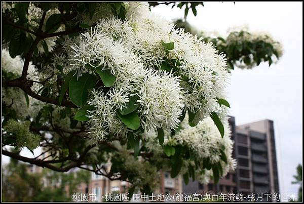 桃園區-龍福宮與百年流蘇15.jpg