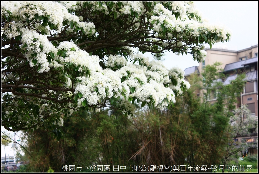 桃園區-龍福宮與百年流蘇30.jpg