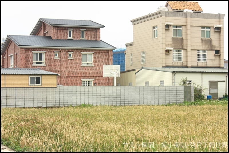 竹北市-麻園一街小麥田01.jpg 竹北市-麻園一街小麥田01.jpg