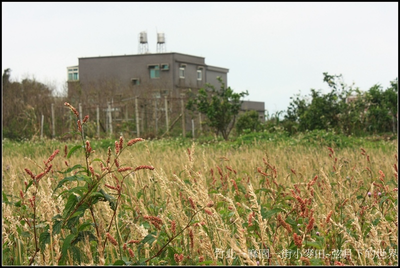 竹北市-麻園一街小麥田08.jpg