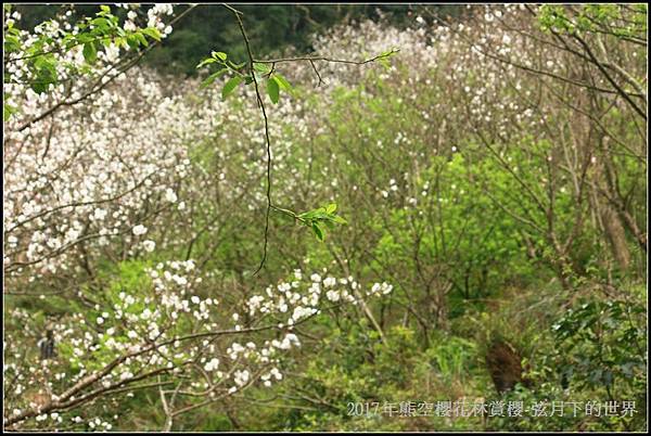 2017年熊空櫻花林賞櫻07.jpg