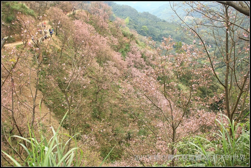 2017年熊空櫻花林賞櫻15.jpg