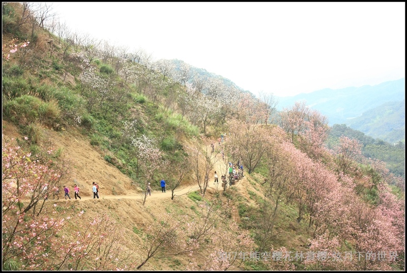 2017年熊空櫻花林賞櫻18.jpg