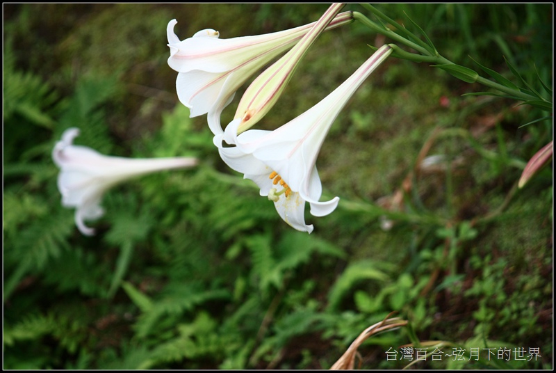 台灣百合17