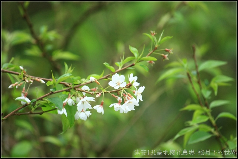 建安131高地櫻花農場03