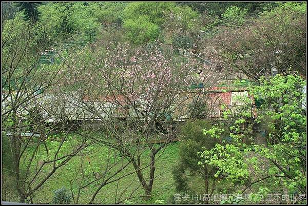 建安131高地櫻花農場09
