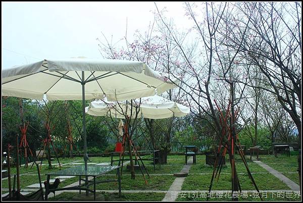 建安131高地櫻花農場17