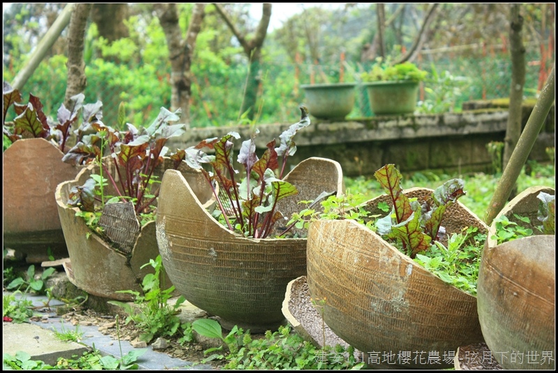 建安131高地櫻花農場21