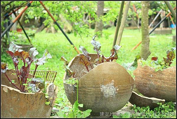 建安131高地櫻花農場20