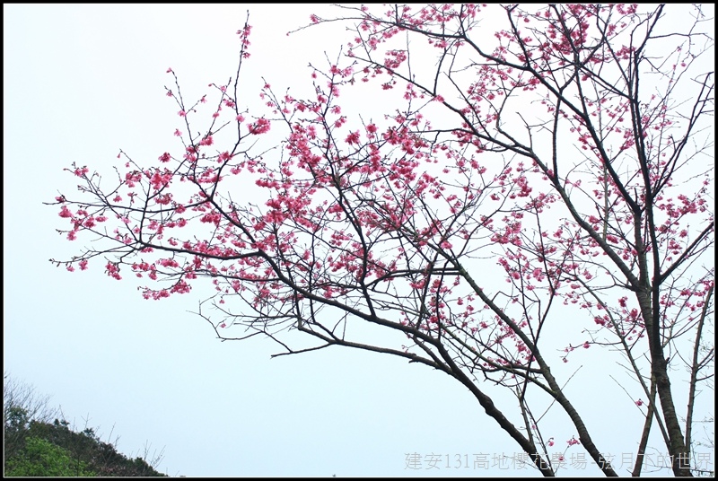 建安131高地櫻花農場23