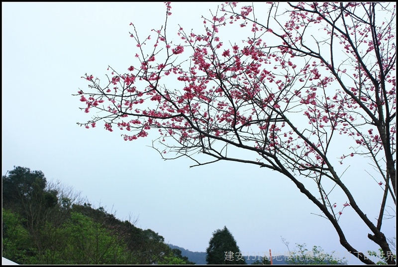 建安131高地櫻花農場22