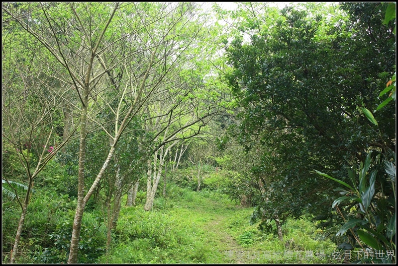 建安131高地櫻花農場26