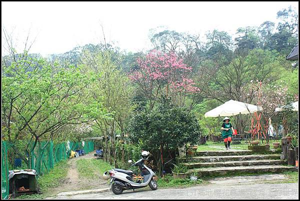 建安131高地櫻花農場27