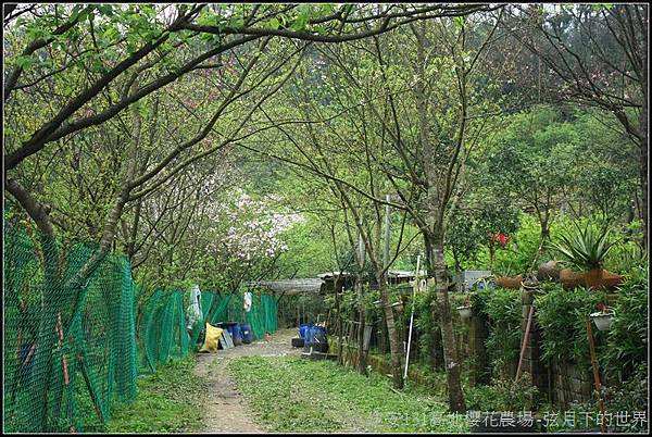 建安131高地櫻花農場29