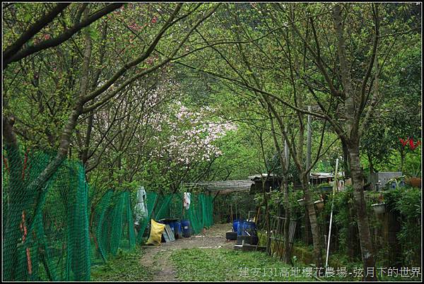 建安131高地櫻花農場30