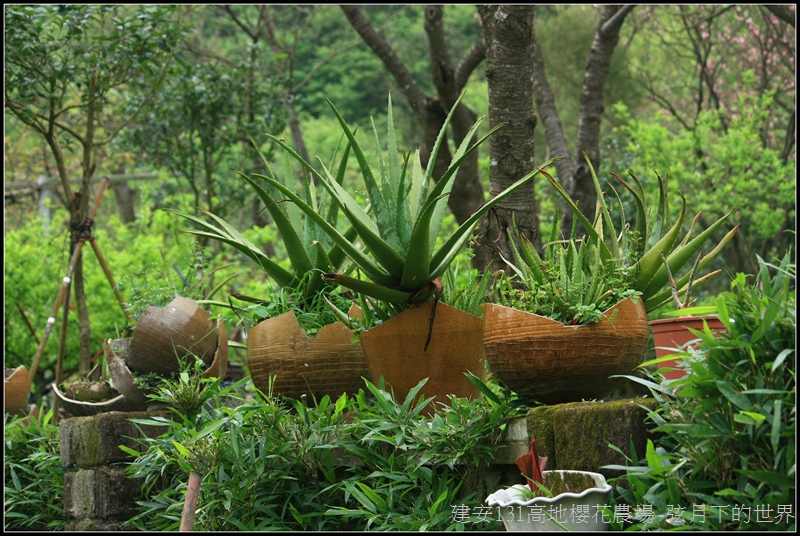 建安131高地櫻花農場32