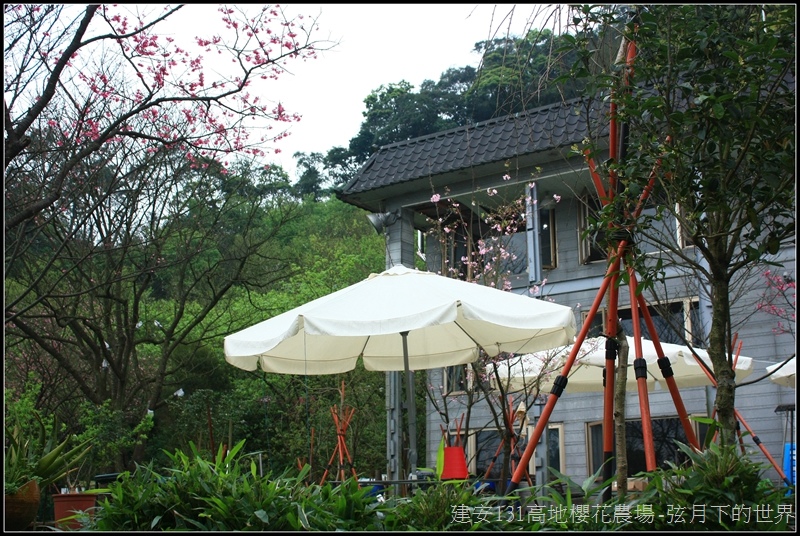 建安131高地櫻花農場34 建安131高地櫻花農場34