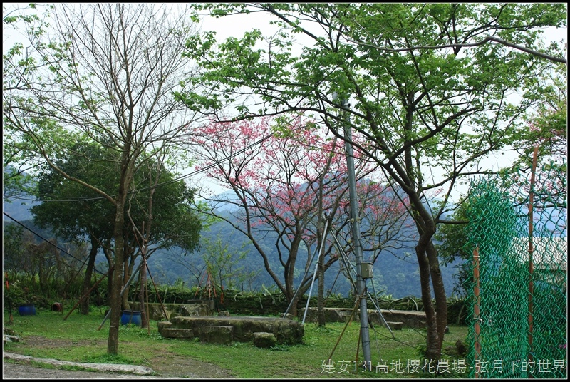 建安131高地櫻花農場35