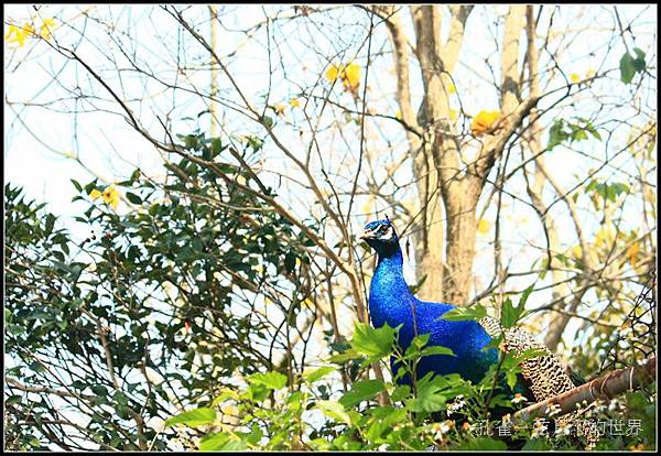 孔雀_04