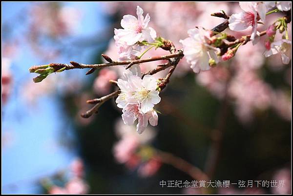 中正紀念堂賞大漁櫻 (38)