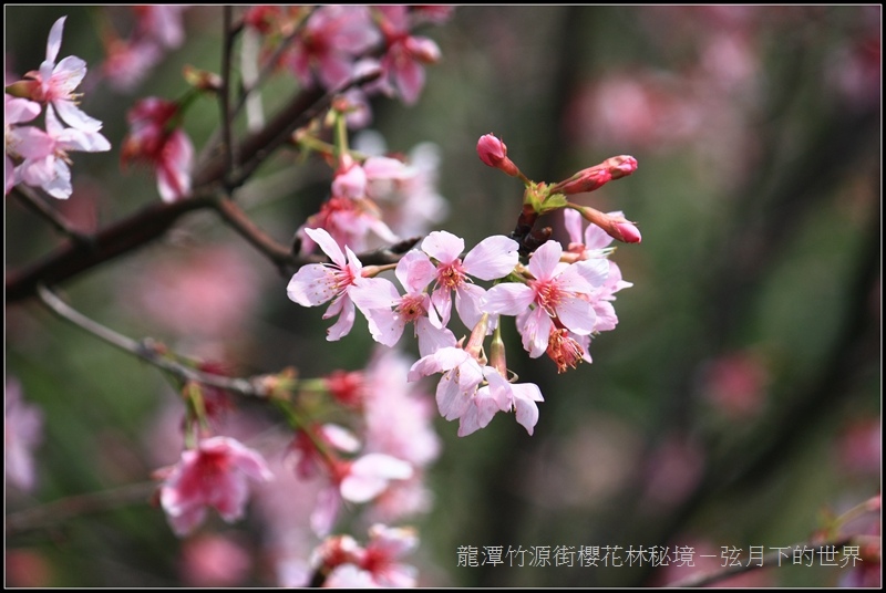 龍潭竹源路櫻花林秘境01.jpg