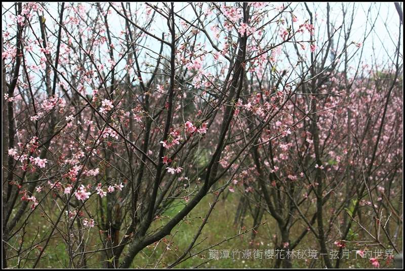 龍潭竹源路櫻花林秘境03.jpg