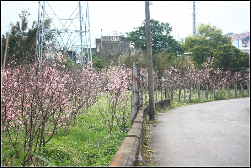 龍潭竹源路櫻花林秘境28.jpg