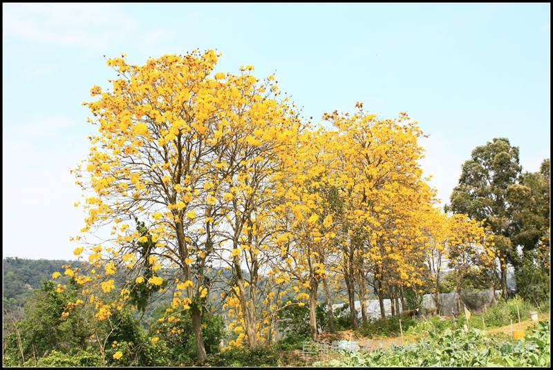 2017年巨埔黃花風鈴木 (1)