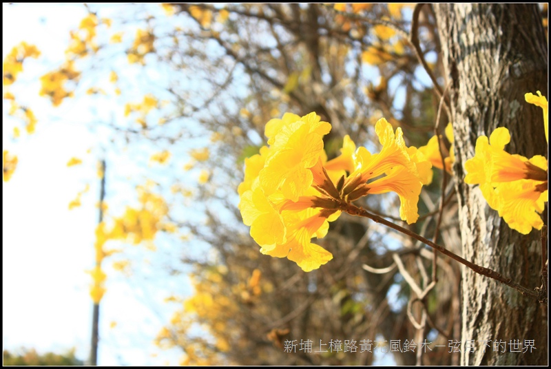 2017新埔上樟路黃花風鈴木 (3)