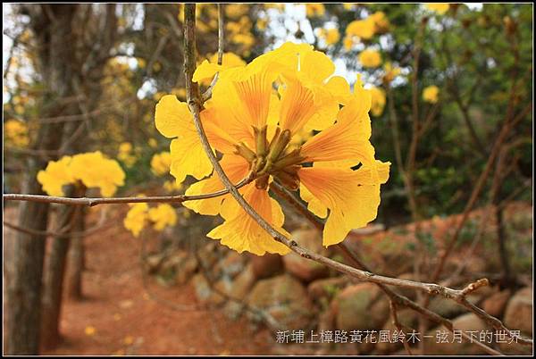 2017新埔上樟路黃花風鈴木 (12)