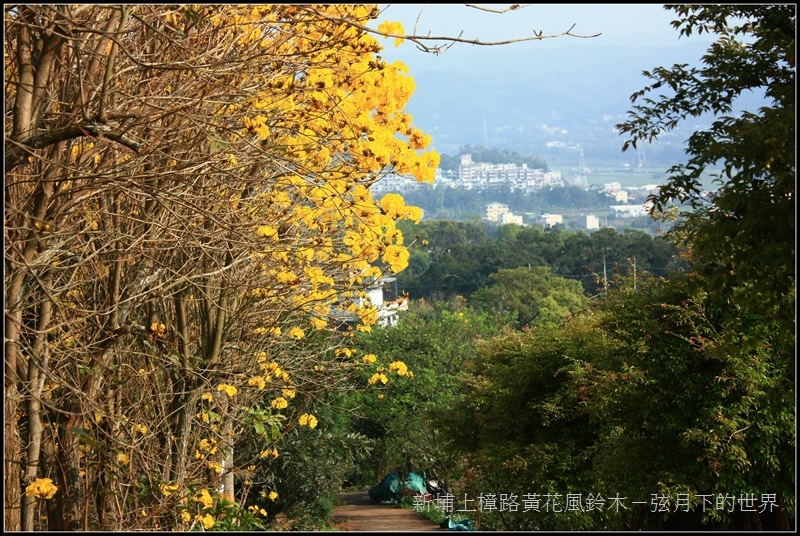 2017新埔上樟路黃花風鈴木 (22)