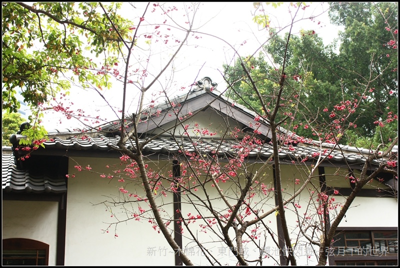 新竹~木棉花、東門城、麗池快閃遊16