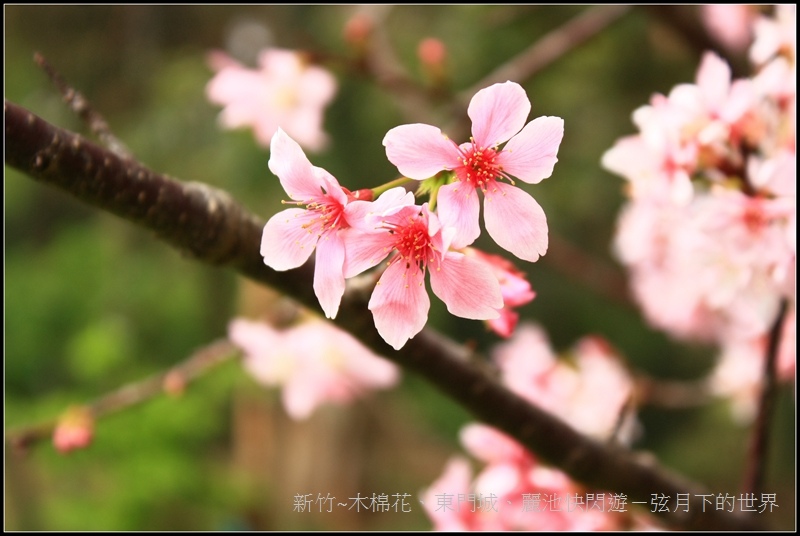 新竹~木棉花、東門城、麗池快閃遊21