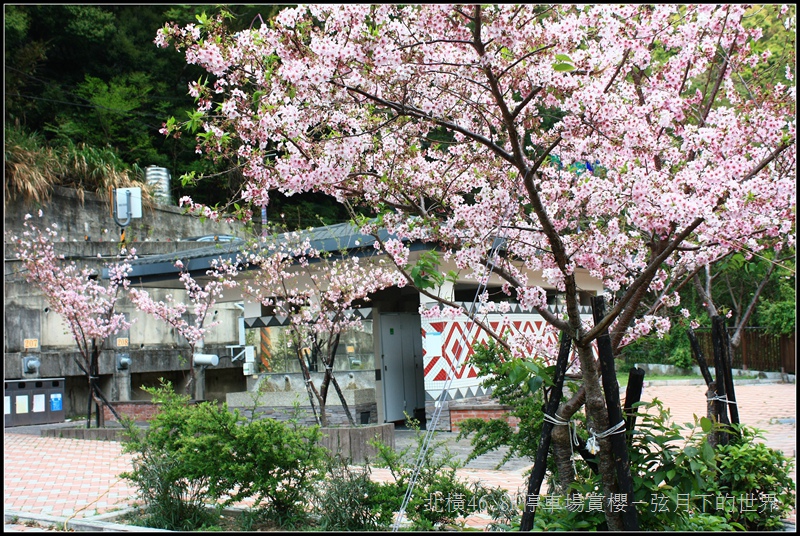 北橫46-8K停車場賞櫻18 (1).jpg