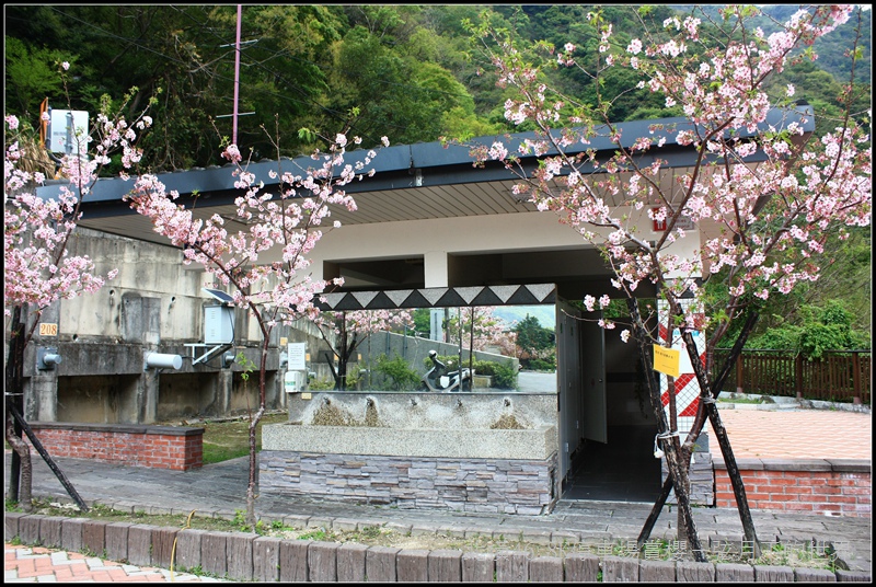 北橫46-8K停車場賞櫻18 (2).jpg