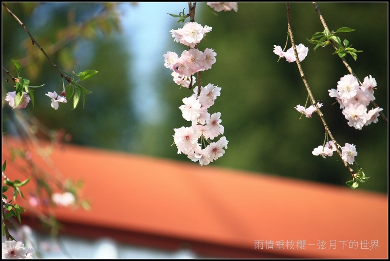 雨情垂枝櫻 (1)