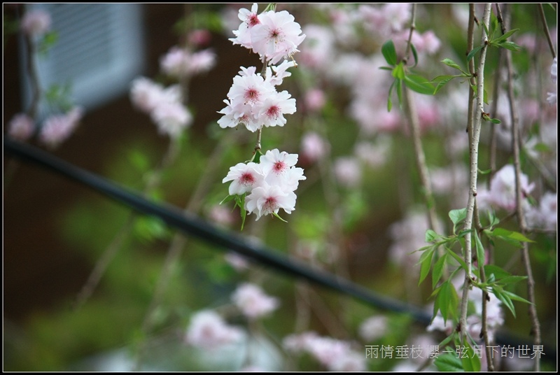 雨情垂枝櫻 (2)