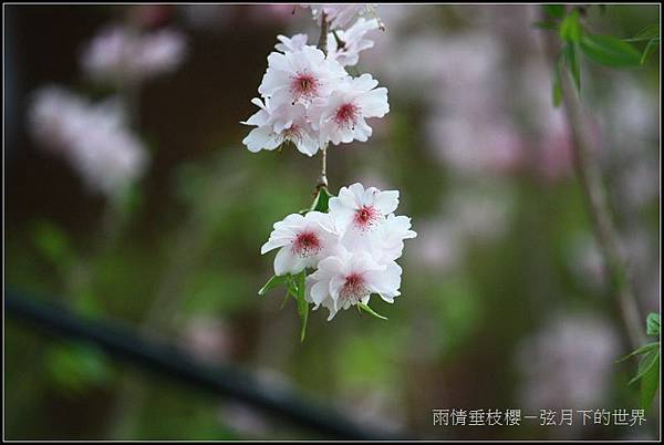 雨情垂枝櫻 (3)