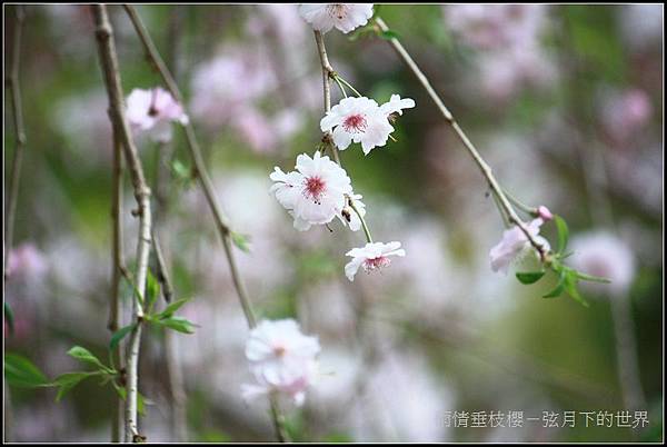 雨情垂枝櫻 (4)