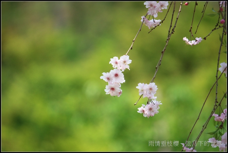 雨情垂枝櫻 (13)